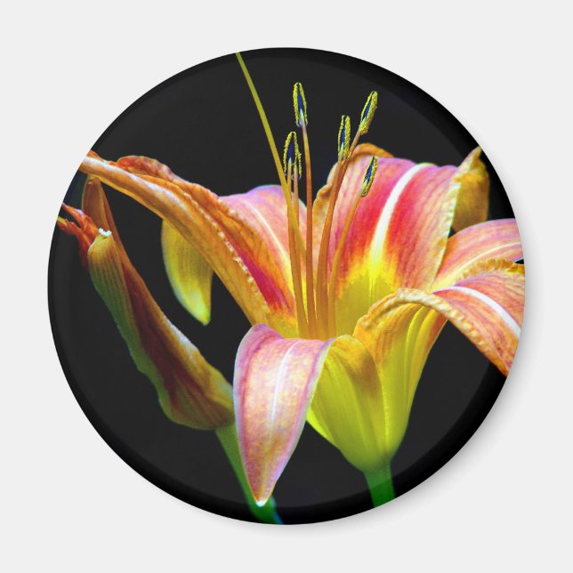 Lovely Tawny Daylily II Apparel and Gifts Magnet (Front)