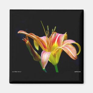 Lovely Tawny Daylily II Apparel and Gifts Magnet