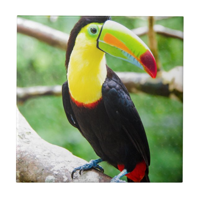 Lovely Toucan Ceramic Tile (Front)