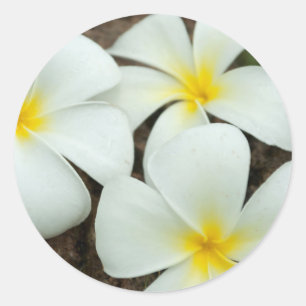 Lovely Tropical Blossoms In The South Pacific Classic Round Sticker