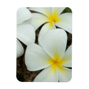 Lovely Tropical Blossoms In The South Pacific Magnet
