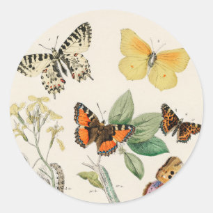 Lovely vintage illustration of butterflies classic round sticker