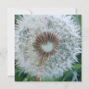 Lovely White Dandelion