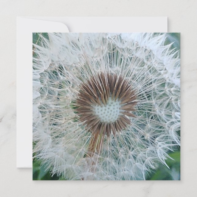 Lovely White Dandelion (Front)