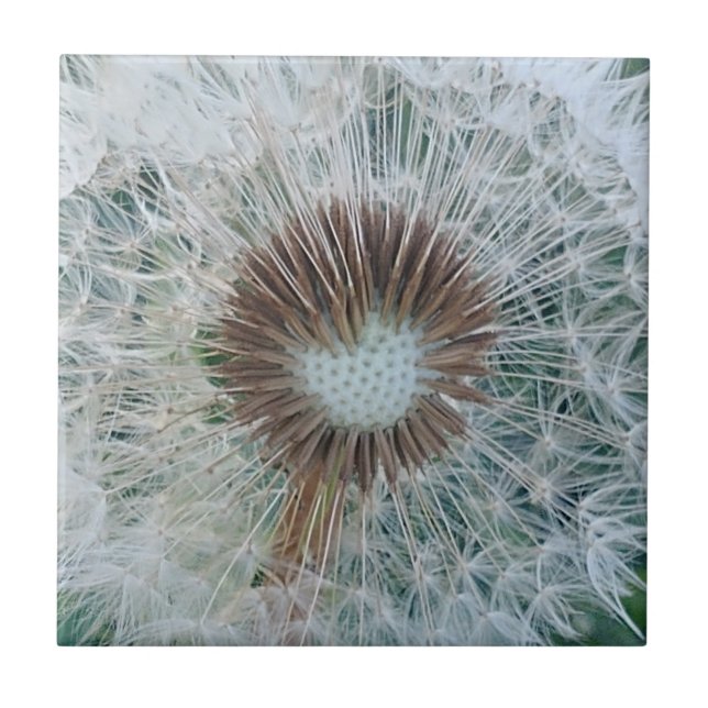 Lovely White Dandelion Ceramic Tile (Front)