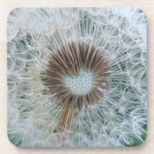Lovely White Dandelion Coaster