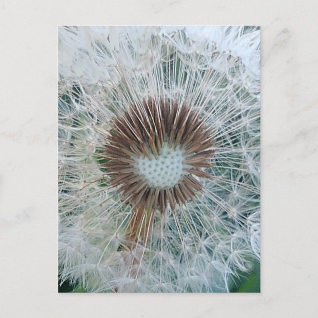 Lovely White Dandelion Postcard (Front)