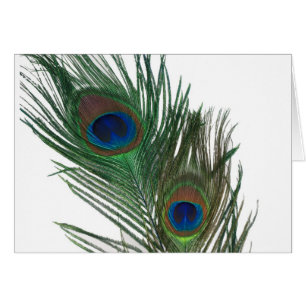 Lovely White Peacock Feather