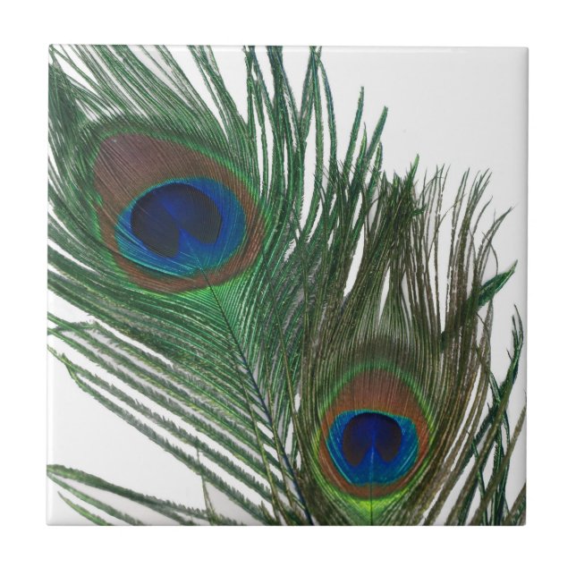 Lovely White Peacock Feather Tile (Front)