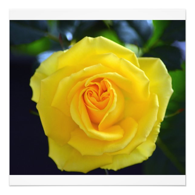 Lovely yellow rose flower photography. photo print (Front)