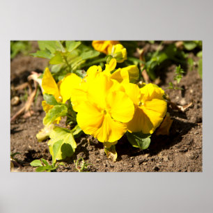 Lovely yellow violets photo poster
