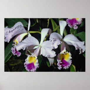 LovelyOrchid, cattleya-hybrid, cattleya (trianae x Poster