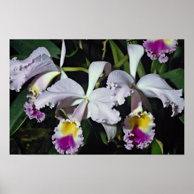 LovelyOrchid, cattleya-hybrid, cattleya (trianae x Poster (Front)
