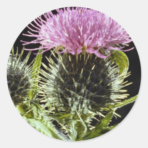 LovelySpear thistle, cirsium vulgare Classic Round Sticker