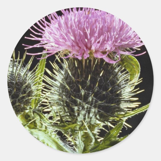 LovelySpear thistle, cirsium vulgare Classic Round Sticker (Front)