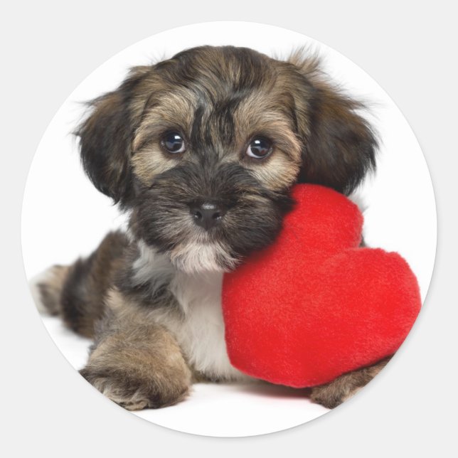 Lover Valentine Havanese Puppy Dog Classic Round Sticker (Front)
