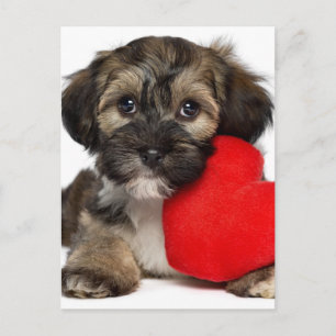 Lover Valentine Havanese Puppy Dog Holiday Postcard