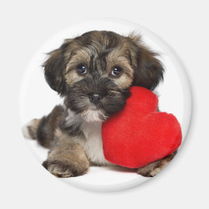Lover Valentine Havanese Puppy Dog Magnet