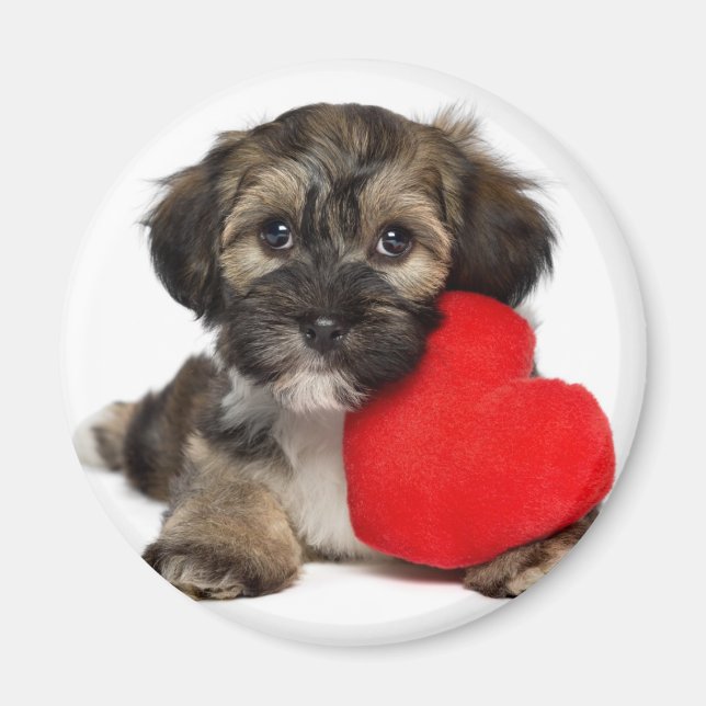 Lover Valentine Havanese Puppy Dog Magnet (Front)