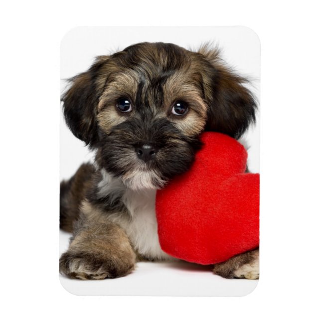 Lover Valentine Havanese Puppy Dog Magnet (Vertical)