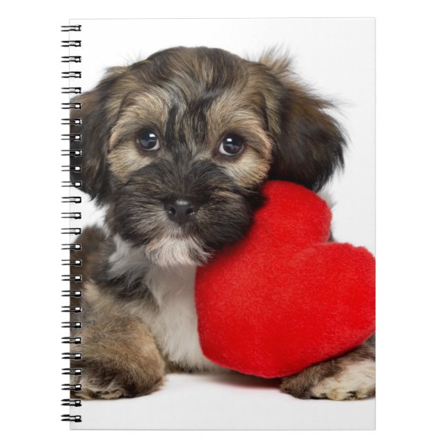 Lover Valentine Havanese Puppy Dog Notebook (Front)