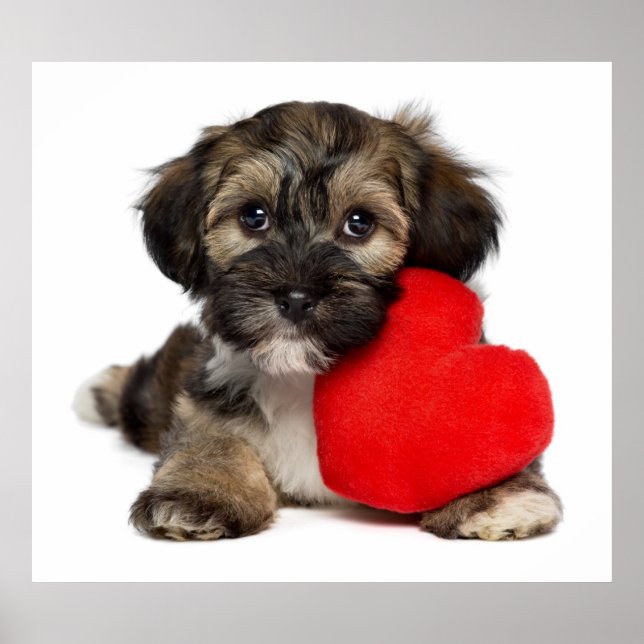 Lover Valentine Havanese Puppy Dog Poster (Front)