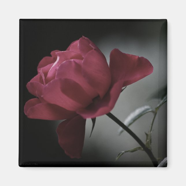 Love's Beauty Magnet (Front)