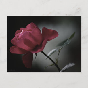 Love's Beauty Postcard