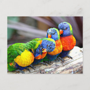 Lovey-Dovey Parrots Postcard