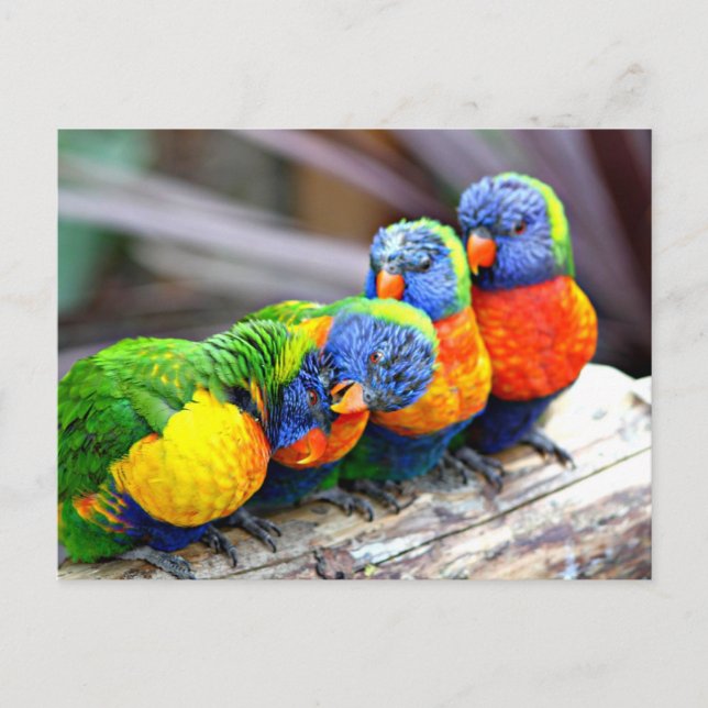 Lovey-Dovey Parrots Postcard (Front)