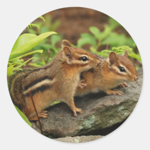Loving Baby Chipmunk Siblings Classic Round Sticker