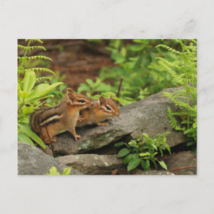 Loving Baby Chipmunk Siblings Postcard