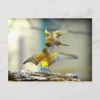 loving birds postcard