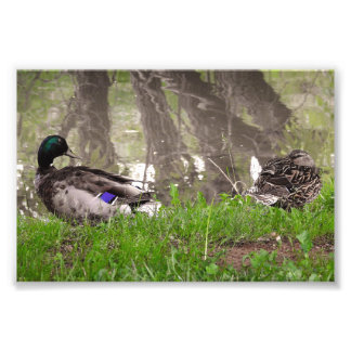 Loving Duck Couple Photo Print