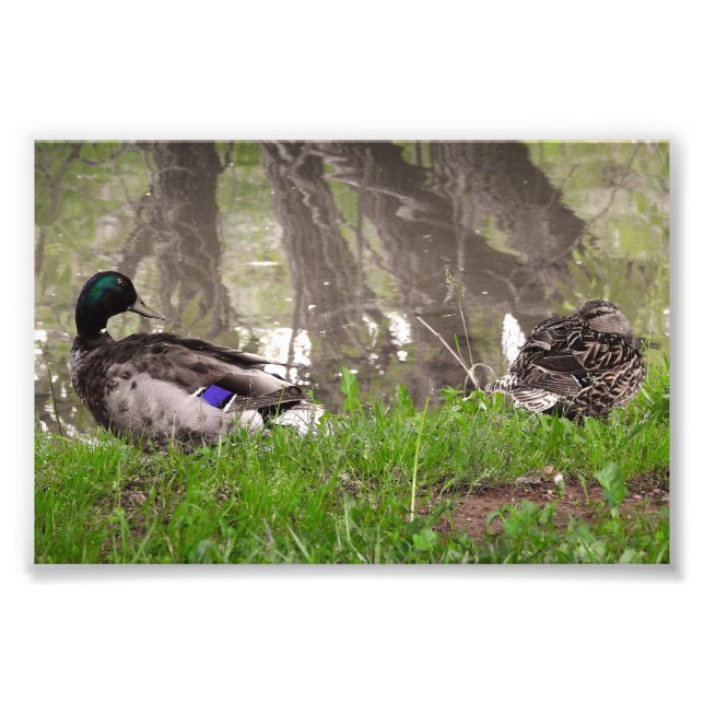 Loving Duck Couple Photo Print (Front)