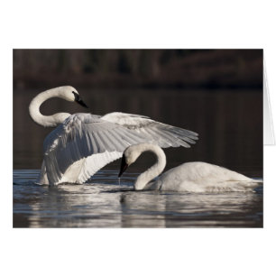 Loving Swans