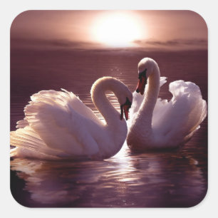 Loving Swans Forming a Heart Square Sticker