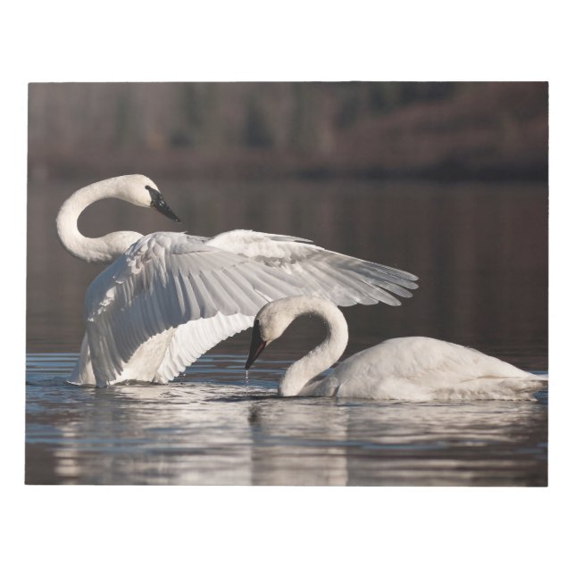 Loving Swans Notepad (Front)