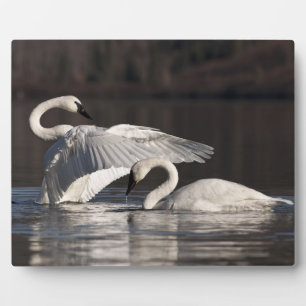 Loving Swans Plaque