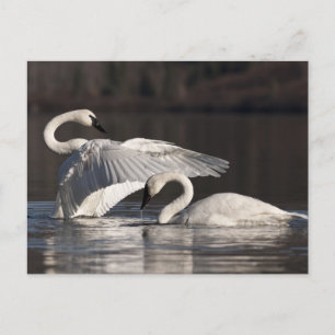 Loving Swans Postcard