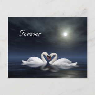 Loving swans postcard