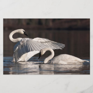Loving Swans Stationery