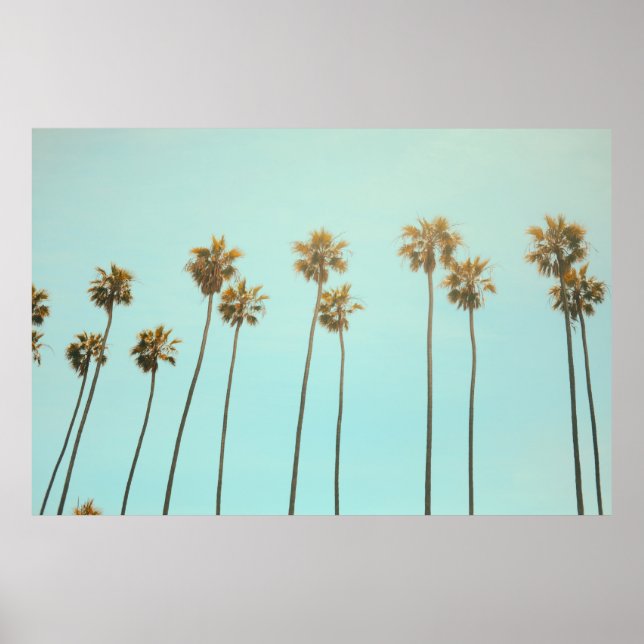 Low angle photography coconut tree poster (Front)