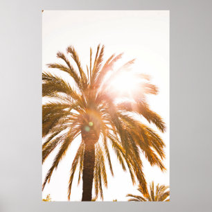 Low angle photography of palm tree poster