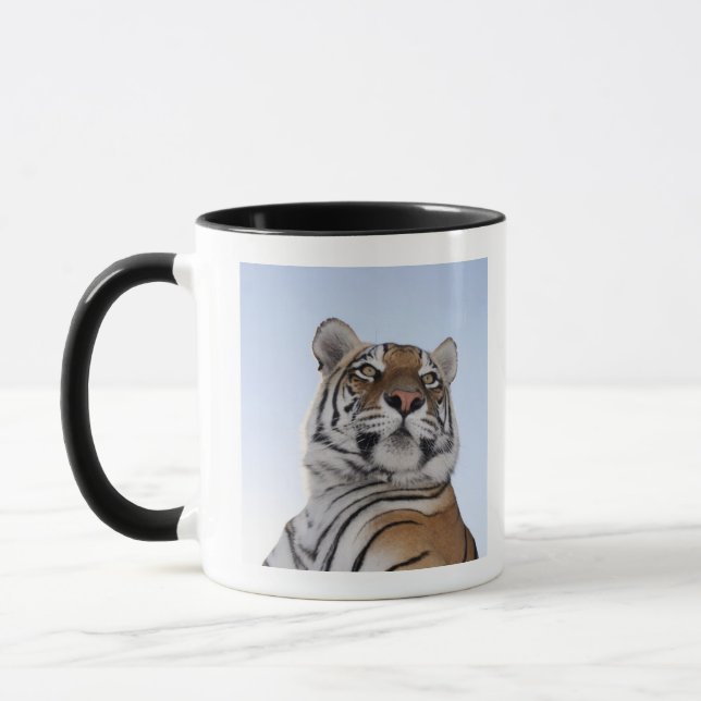 Low angle view of a Tiger (Panthera tigris) Mug (Left)