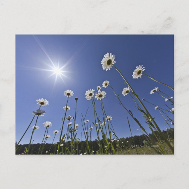 Low angle view of daisy flowers and sunburst postcard (Front)
