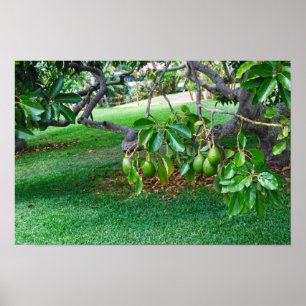 Low Hanging Avocados on a Far, Island of Hawaii Poster