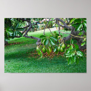 Low Hanging Avocados on a Far, Island of Hawaii Poster