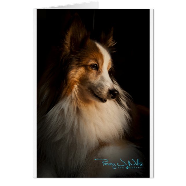 Low Key Shetland Sheepdog (Front)