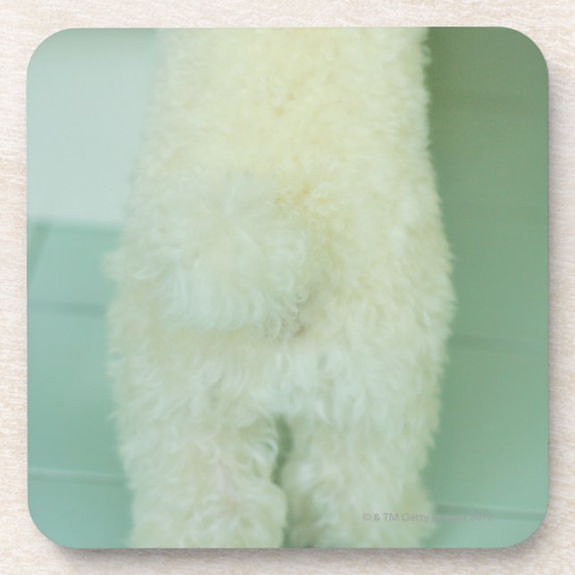 Low section view of a miniature poodle coaster (Front)